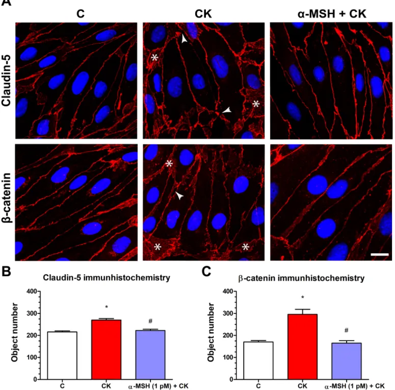 Figure 5 The effect of a-MSH treatment on the immunostaining of tight junction proteins claudin-5 and b-catenin in cytokine treated rat brain endothelial cells