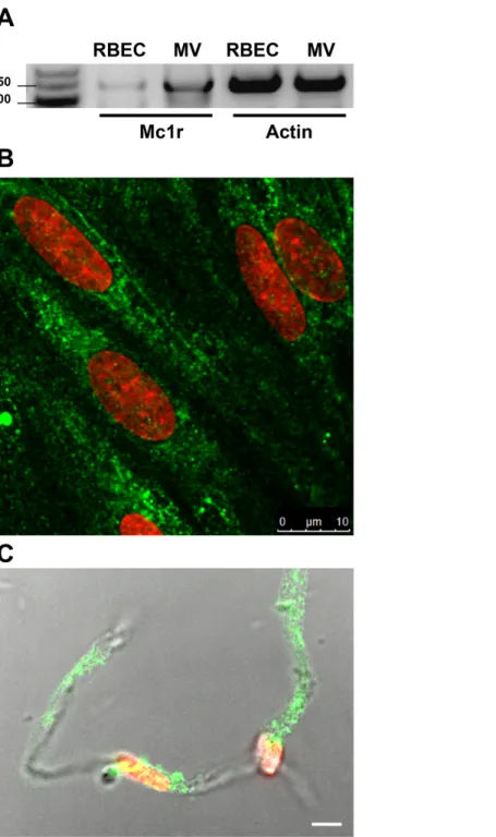 Figure 1 Melanocortin-1 receptor (MC1R) expression on rat brain endothelial cells and isolated rat brain microvessels