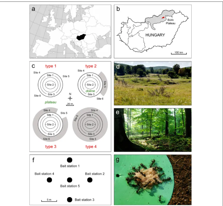 FIGURE 1 | Study region, study sites and sampling design. (a) Location of Hungary within Europe