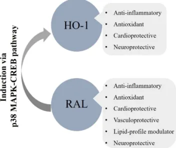 Figure 3. Overall cardiometabolic and neuroprotective effects of RAL involving the HO-system; HO- HO-1: heme-oxygenase-1, RAL: raloxifene, p38 MAPK: p38 mitogen-activated protein kinase, CREB: 