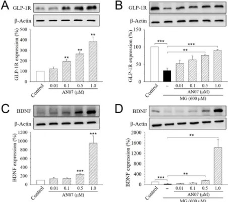 Figure 8. AN07 promotes the expressions of the glucagon-like peptide-1 receptor (GLP-1R) and brain- brain-derived neurotrophic factor (BDNF) in normal and methylglyoxal (MG)-treated SH-SY5Y cells