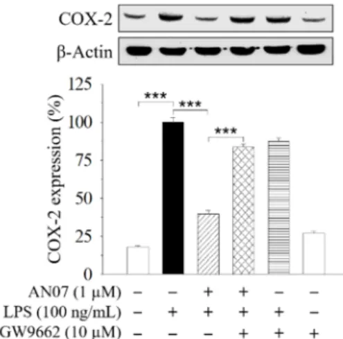 Figure 4. The inhibitory effects of AN07 on COX-2 expressions were attenuated by a selective PPARγ  antagonist GW9662