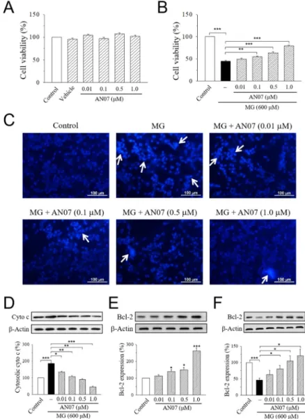Figure 5. AN07 protects against methylglyoxal (MG)-induced apoptotic death in SH-SY5Y cells