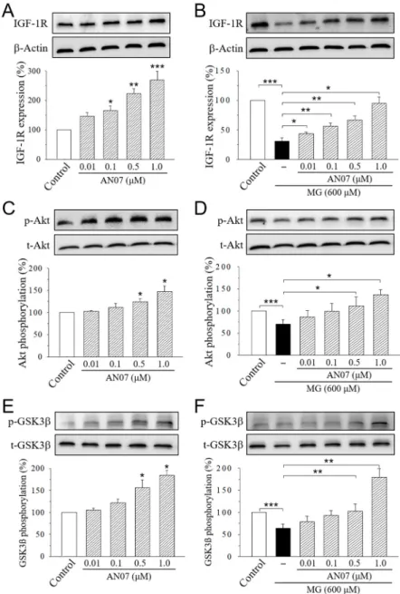 Figure 7. AN07 up-regulates insulin-like growth factor-1 receptor (IGF-1R) pathways in normal and  methylglyoxal (MG)-treated SH-SY5Y cells