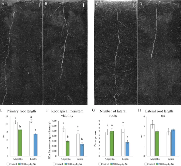 Figure 2. Representative images of the effect of nickel on the root system architecture of 14-days-old  O