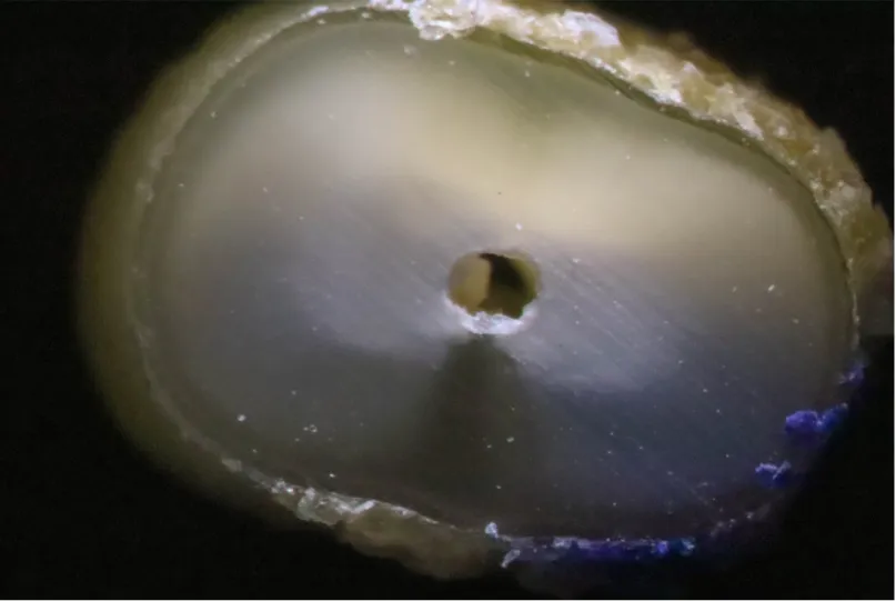 Fig 2. Cross section of a control specimen (unprepared tooth) without any crack.
