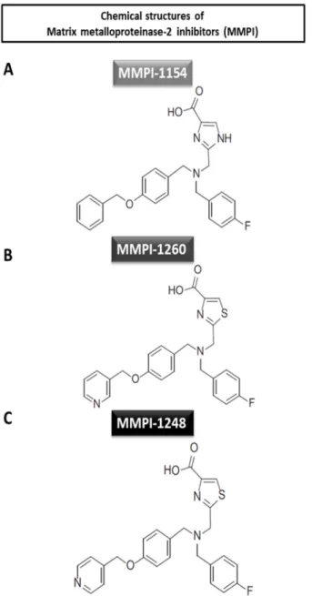 Figure 1. Chemical structures of the tested matrix metalloproteinase-2 inhibitors. (A)  Imidazole-4-carboxylic acid derivate and (B and C) thiazole-4-carboxylic acid derivates