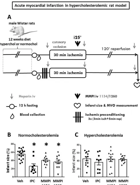 Figure 4. Hypercholesterolemic model. (A) In vivo experimental protocol of acute myocardial  infarction in hypercholesterolemic rat model