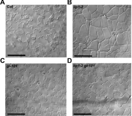 Figure 4. The pavement cell morphology phanotype of lip1-2 mutants is dependent on GI