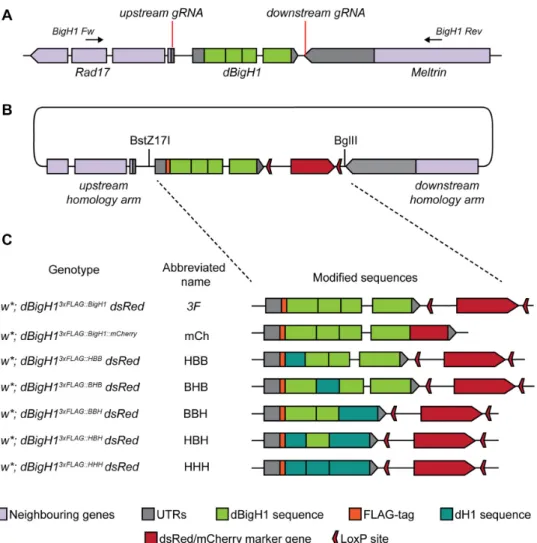 Figure 1. CRISPR / Cas9-guided generation of chimeric BigH1 / H1 alleles. (A) Schematic view of the BigH1 genomic region with the indicated target sites of the gRNAs used for CRISPR / Cas9 gene editing