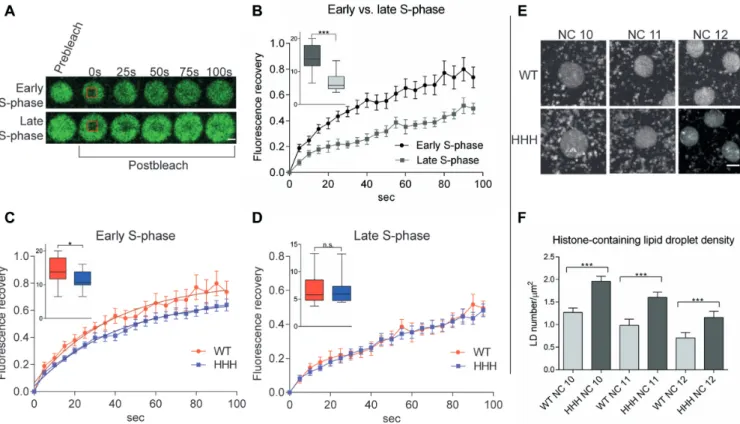 Figure 4. Nucleosome exchange is less dynamic in chromatin formed in the presence of H1 in early embryonic nuclei (A) Images of early and late S-phase in nuclei of H2Av-GFP;+ (wild type) syncytial blastoderm embryos before and after photobleaching