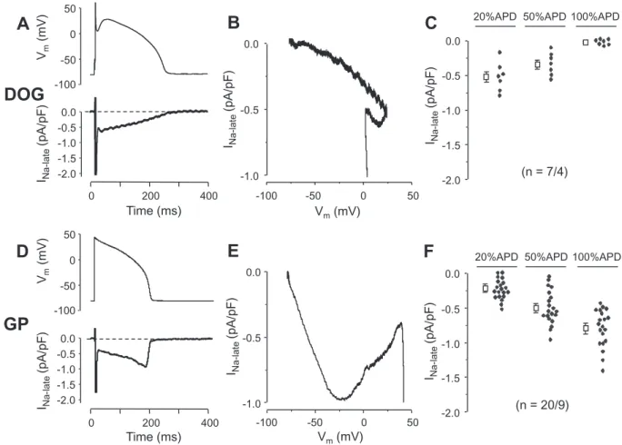 Fig. 2. True proﬁles of I Na-late recorded in canine (A-C) and guinea pig (D-F) ventricular cells under self APVC conditions
