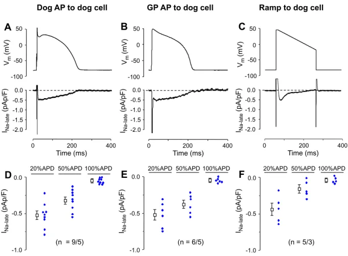 Fig. 3. Eﬀect of the shape of command voltage on the proﬁle of I Na-late in canine myocytes.