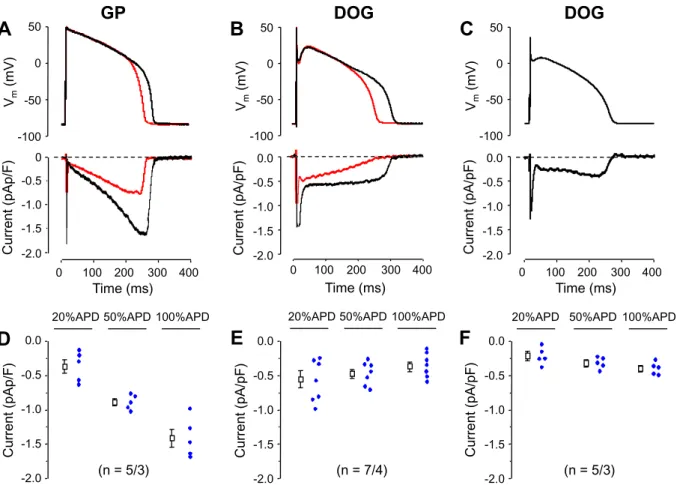 Fig. 4. Eﬀect of ATX-II on the TTX-sensitive current proﬁle in guinea pig and canine ventricular cells