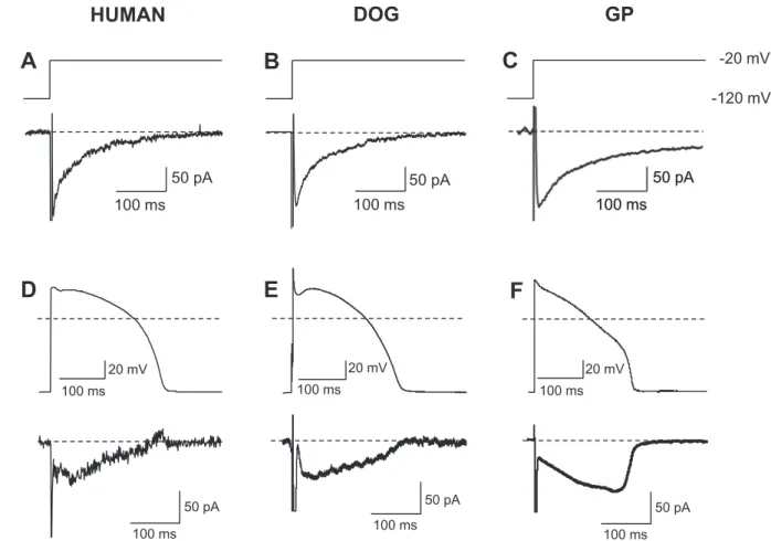 Fig. 5. Comparison the properties of I Na-late recorded from myocytes digested from human (A,D), canine (B,E) and guinea pig (C,F) ventricular myocardium