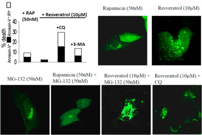Figure 3. ARPE-19 cells treated by rapamycin (RAP), resveratrol, MG-132, and chloroquine (CQ)