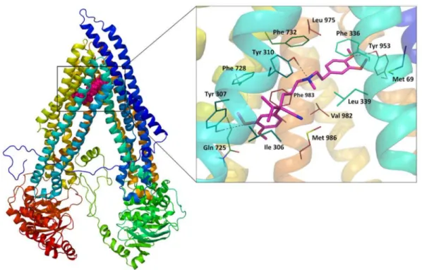 Figure 4. On the left: Position of the top-ranked docking pose of verapamil in human Pgp homology model; On the right: Binding mode and molecular interactions observed for the top-ranked docking pose of verapamil.