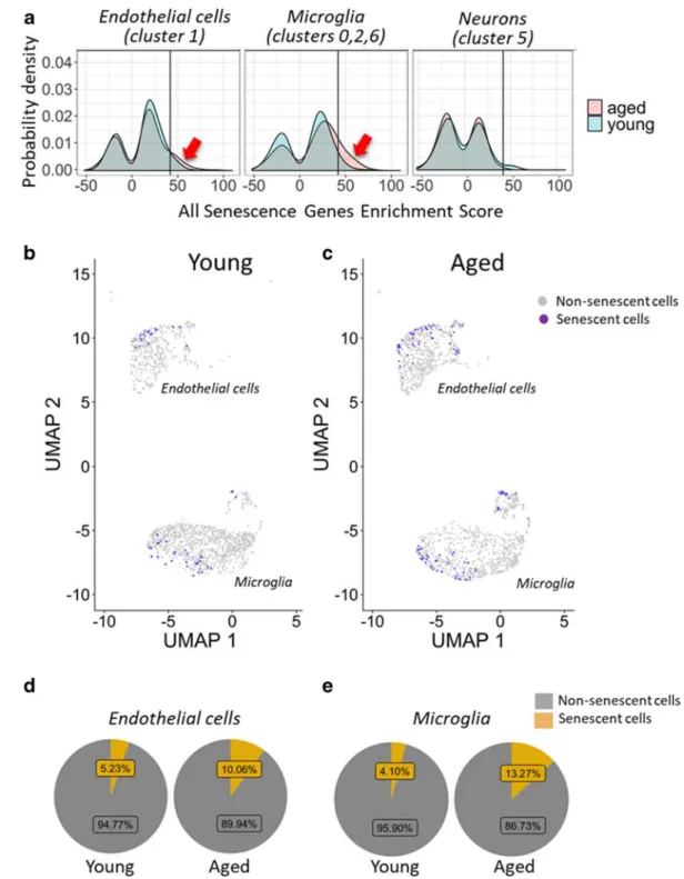 Fig. 9 Expression of senescence marker genes in different cell types in the young and aged mouse brain