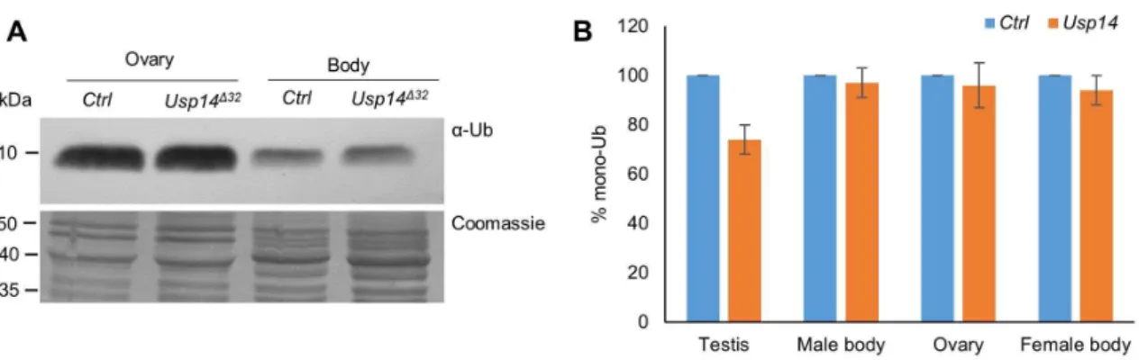 Figure S1. Monoubiquitin levels are unaffected in different tissues of the Usp14 Δ32  mutant