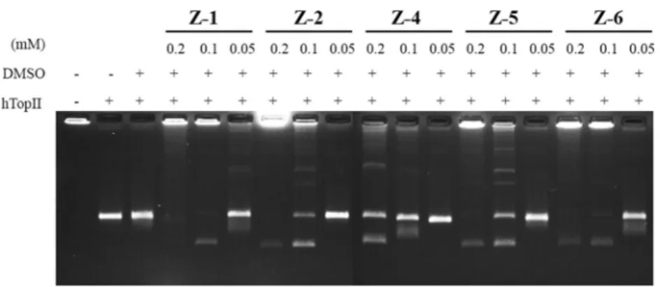 Fig. 3 A representative DNA strand break assay in the absence or the presence of test