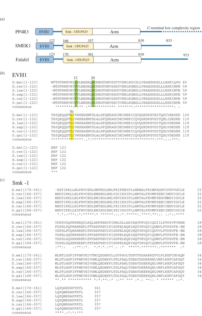 Figure 1. Schematic of PP4R3 subunits and sequence alignments of the conserved EVH1 and Smk-1 domains