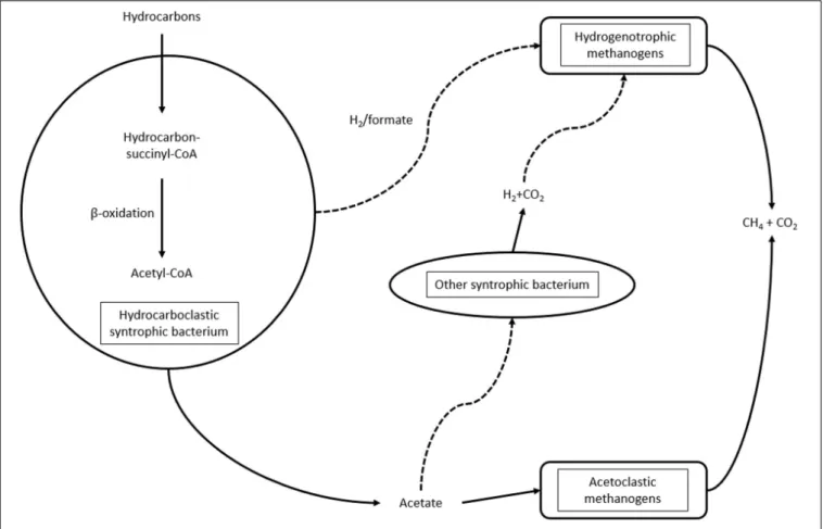 FIGURE 2 | Syntrophic interactions during hydrocarbon biodegradation under methanogenic conditions.