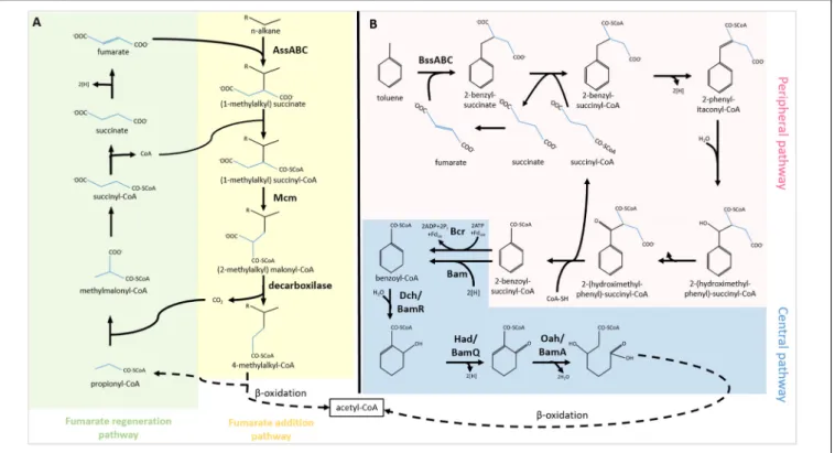 FIGURE 1 | Activation of (A) alkanes and (B) aromatics through fumarate addition and their biodegradation under anaerobic conditions