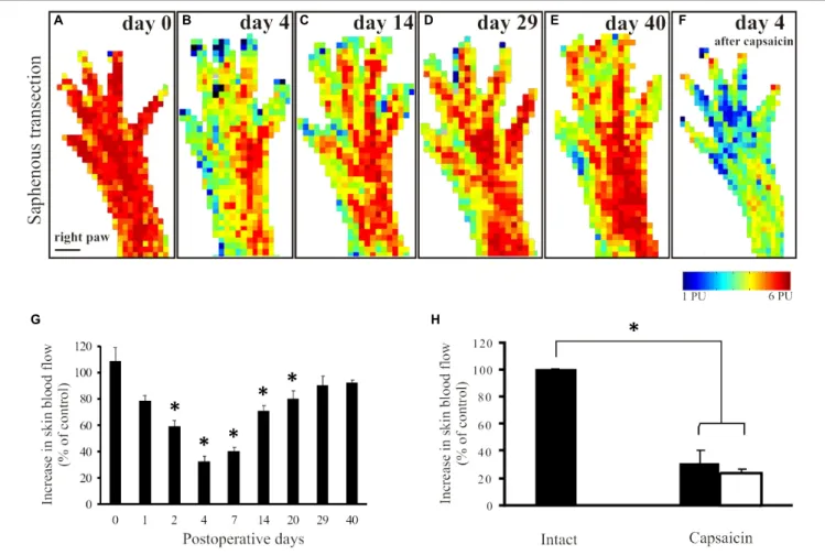 FIGURE 2 | Mustard oil-induced changes in blood flow of the dorsal hindpaw skin after transection and ligation of the saphenous nerve