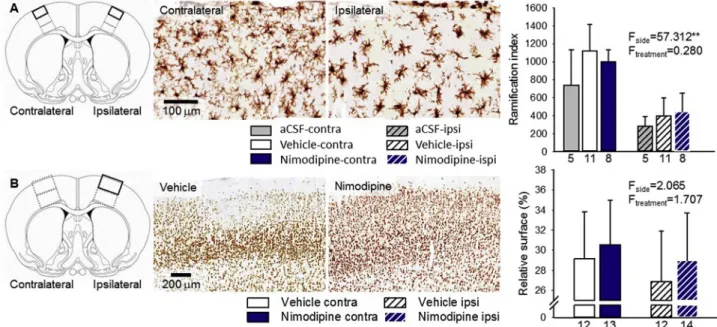 Fig. 5. The impact of the topical application of the nanoparticle suspension with or without nimodipine on microglia activation and neuronal viability