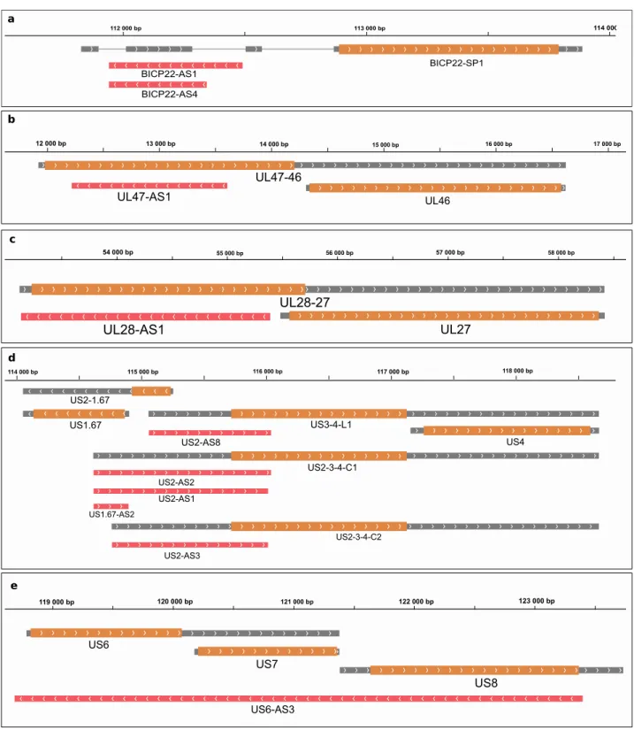 Figure 1.  Antisense transcripts of the BoHV-1. Grey rectangles represent mRNAs. Wider overlapping orange  rectangles are ORFs