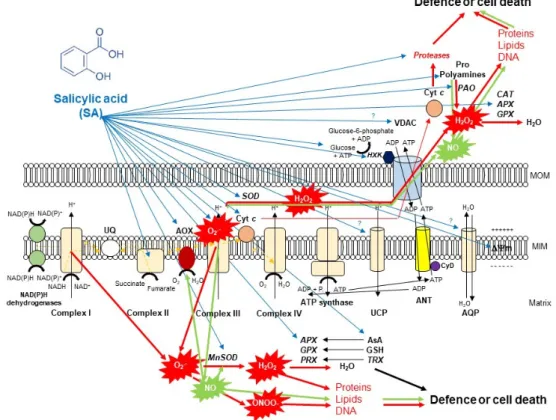 Figure 2. A schematic illustration of the effects of salicylic acid (SA) on the metabolism of reactive  oxygen species (ROS) in plant mitochondria