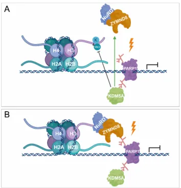 Figure 2. PARylation in transcription repression. (A,B) PARP1 is also involved in transcription  silencing by recruiting demethylases, such as KDM5A, catalysing the removal of methyl groups and  being responsible for transcription activation