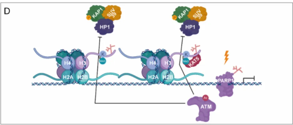 Figure 3. PARylation in transcription silencing during DNA damage. (A) As a response to DNA  damage-induced transcription silencing, PARP1 facilitates the recruitment of SUV39H1, KAP1, and  HP1