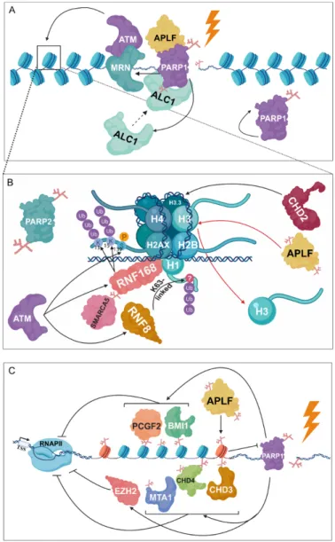 Figure 4. PARylation is required for chromatin structural changes following DNA damage