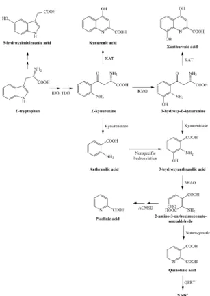 Figure 1. Kynurenine metabolism from its precursor tryptophan to nicotinamide adenine dinucleotide (NAD+) production