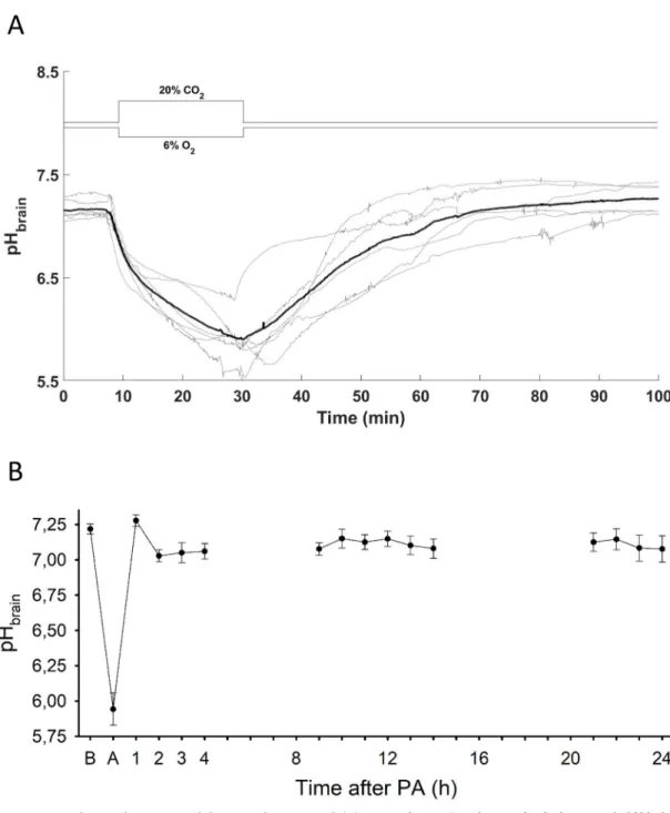 Fig 1. pH brain changes during PA and the reventilation period. (A) pH brain changes (grey lines–individual tracings, bold black line–mean) are plotted 10 min prior the onset asphyxia, during asphyxia, and the first hour of reventilation