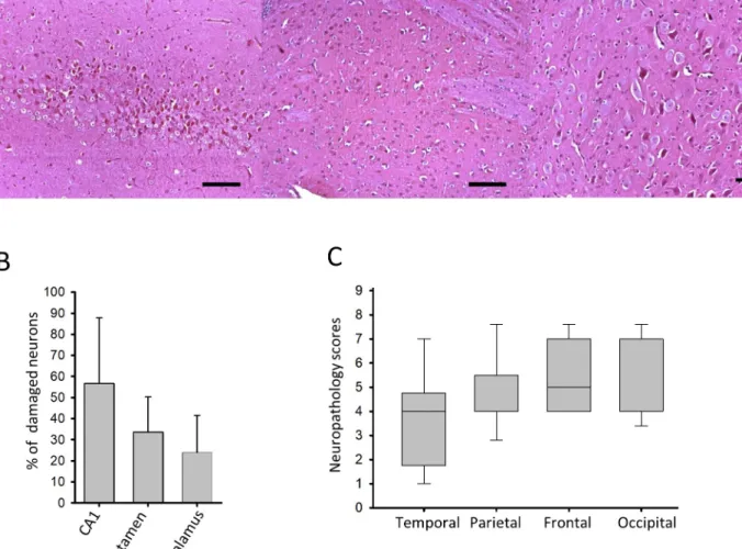 Fig 4. Neuronal injury evaluated at 24 hours after PA. (A) Representative photomicrographs showing injured red neurons at 24-hours of after asphyxia in the CA1 hippocampal region, the putamen, and the thalamus (scale bar: 100μm) (B) Cell counting revealed 