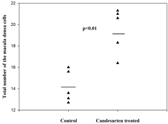 Figure 8 The volume of MD cells in the control and candesartan-treated groups. There are no signiﬁcant differences between the two group