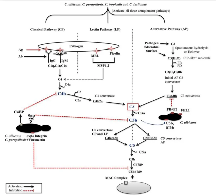 FIGURE 1 | Complement cascade initiation after Candida recognition. The three distinct pathways of the complement cascade are referred to as classical, lectin and alternative