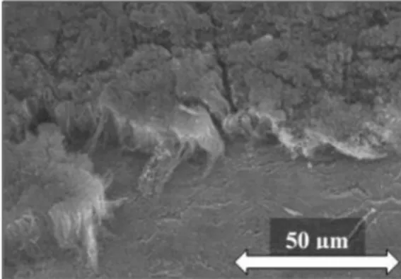 Fig. 7. SEM image of CNT forest grown on a dip-coated titanium surface with 10 min carbon pretreatment.