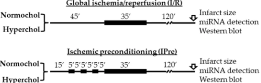 Figure 5. Experimental protocols for ex vivo ischemia/reperfusion (IR) and IR with ischemic  preconditioning (IPre)
