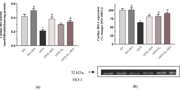 Figure 2. Effects of anandamide and estrogen treatment on cardiac activity and expression of the HO  enzyme in SO and OVX animals