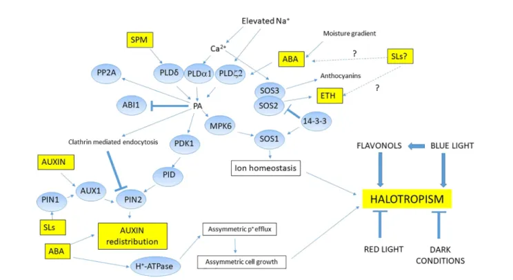 FIGURE 2 | Proposed mechanism of halotropism in glycophytes. During halotropism, elevated Na + triggers activation of phospholipid signal pathway by interacting PLDs through Ca 2+ levels