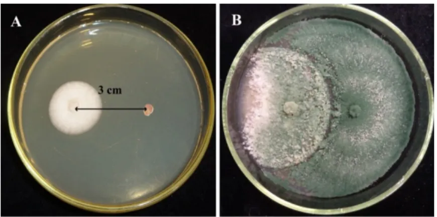 Figure 1. Direct confrontation test between Trichoderma asperellum IRAN 3062C and Alternaria solani  SZMC 6241J after (A) 2 days and (B) 7 days on malt extract agar (MEA) medium