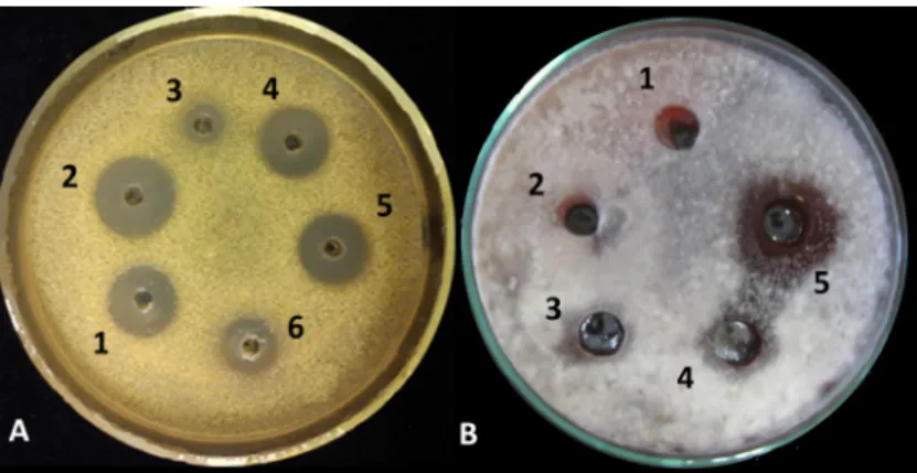 Figure 2. Biological activity assay of crude extracts from Trichoderma species against (A) Micrococcus  luteus; 1, 2, 4 and 5: Trichoderma asperellum IRAN 3062C (604.28 µg mL −1 ), 3 and 6: Trichoderma  longibrachiatum IRAN 3067C (230.1 µg mL −1 ) and (B) 