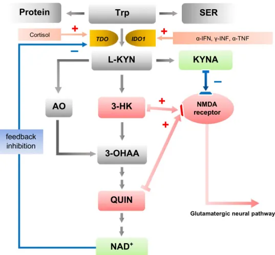 Fig. 1    The kynurenine pathway. More than 95% of TRP is metabo- metabo-lized in the KYN pathway except for protein synthesis