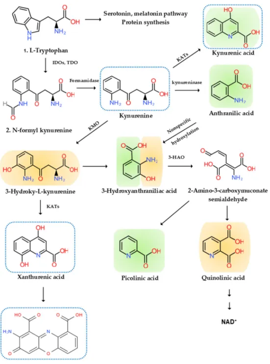 Figure 2. l -Tryptophan metabolism and the kynurenine pathway. The indole ring of l -tryptophan (TRP) is oxidized by the TRP dioxygenase (TDO) and the indolamine-2,3-dioxygenase (IDO) to produce N-formyl kynurenine (KYN)