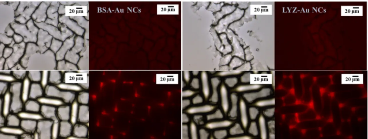 Figure 7. Fluorescence microscopy images of BSA- (left) and LYZ- (right) Au NCs-labeled type III  NPs with 40:1 mass ratio (upper: addition of 50 µL NC dispersion; below: addition of 300 µL NC  dispersion m Au NC /m carrier  = 0.0215 (upper) and 0.1389 (be