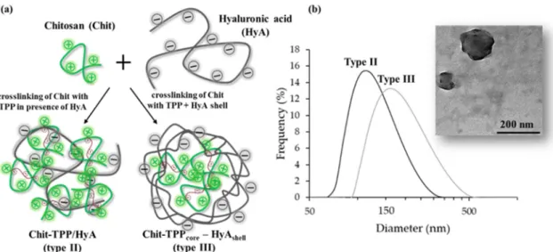 Figure 2. (a) Schematic illustration of the preparation ways of chitosan-hyaluronic acid (Chit-HyA)  NPs and (b) representative dynamic light scattering (DLS) curves of type II and type III NPs with a  TEM image of type II NPs