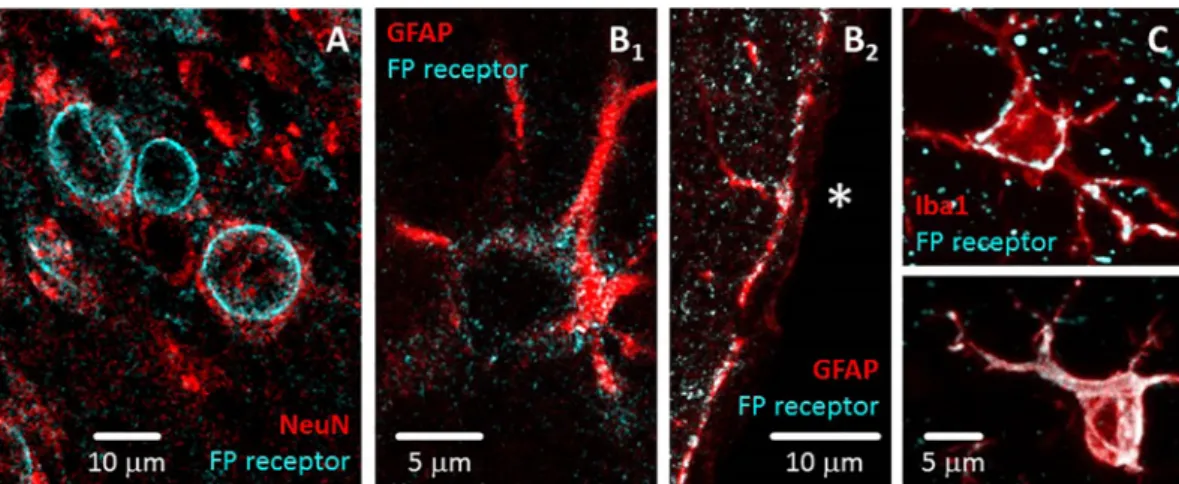 Fig. 6. The cellular localization of FP receptors in the rat brain in representative ﬂuorescent confocal microscopic images